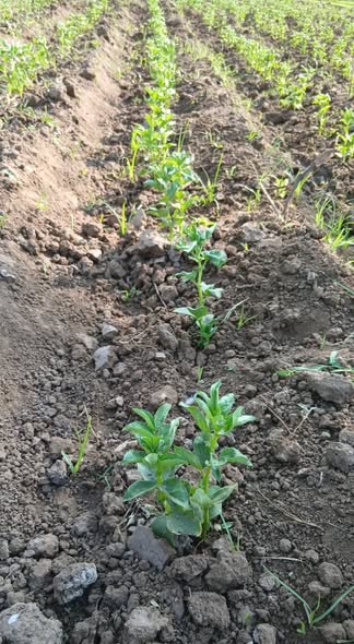 ممكن اعرف الفول ده عايز ايه مزروع 10/7